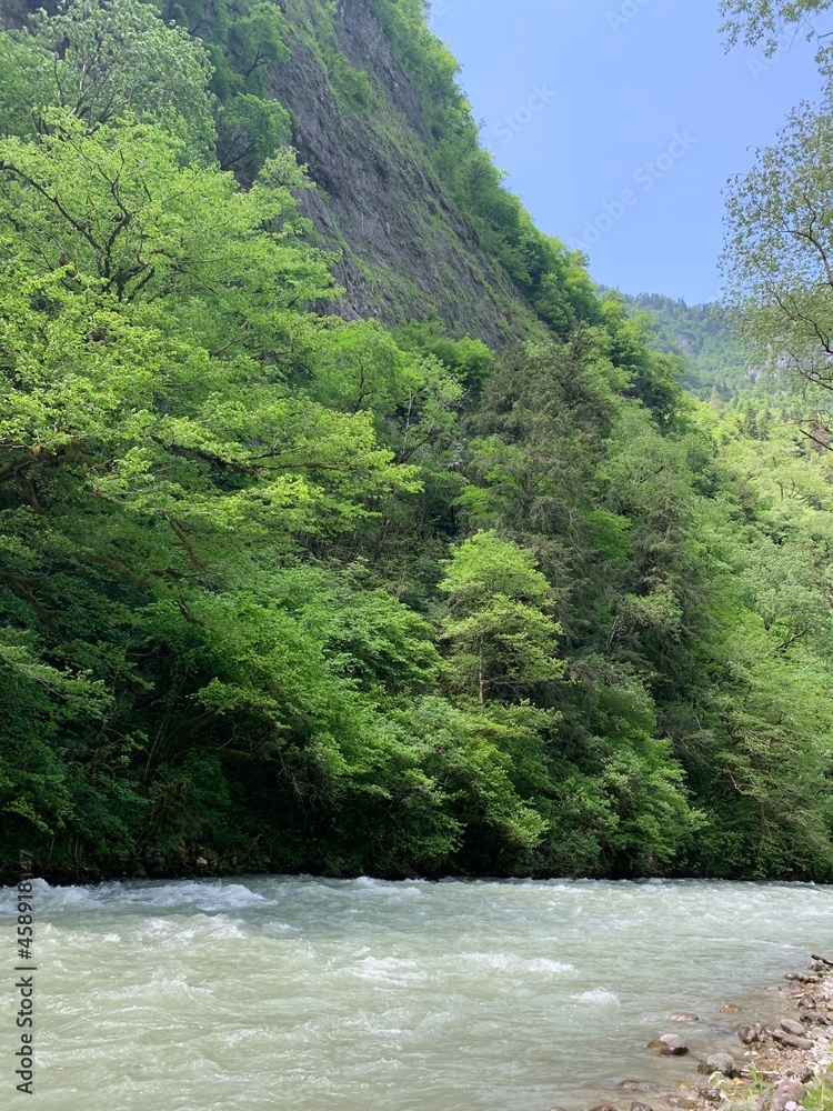 river in the forest