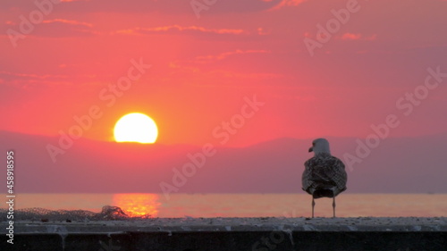 Gull flying away Sea scene at sunset © danr13
