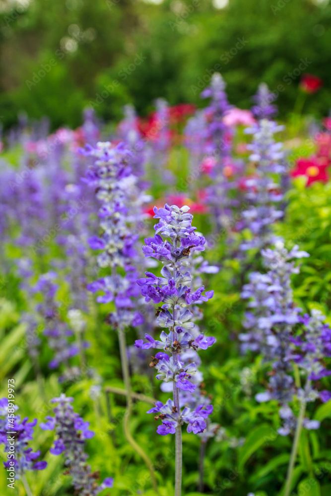 Garden purple flower natural Garden purple flower natural