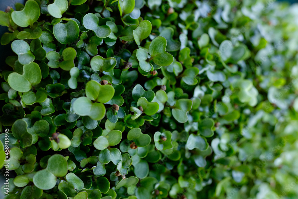 young shoots of seeds. microgreen young shoots of seeds. microgreen