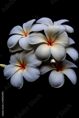 white plumeria frangipani flowers.