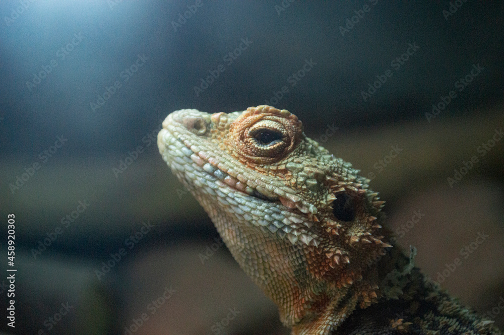 Obraz premium iguana