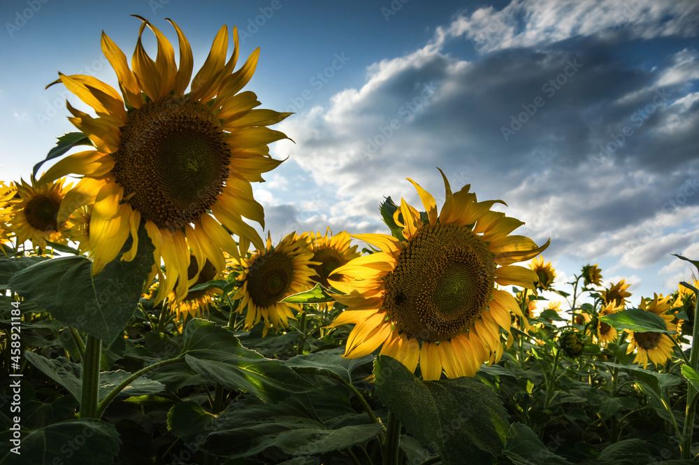 Sunflower field at the Lower Silesia, Poland