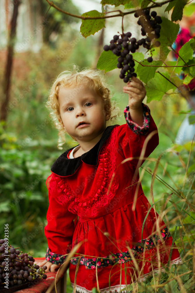 Little curly hair girl next to a tray of grapes, harvesting