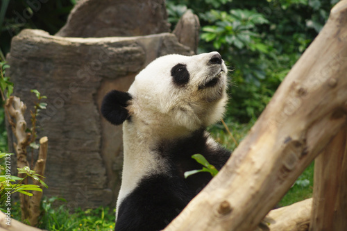 side faced panda behind a tree branch