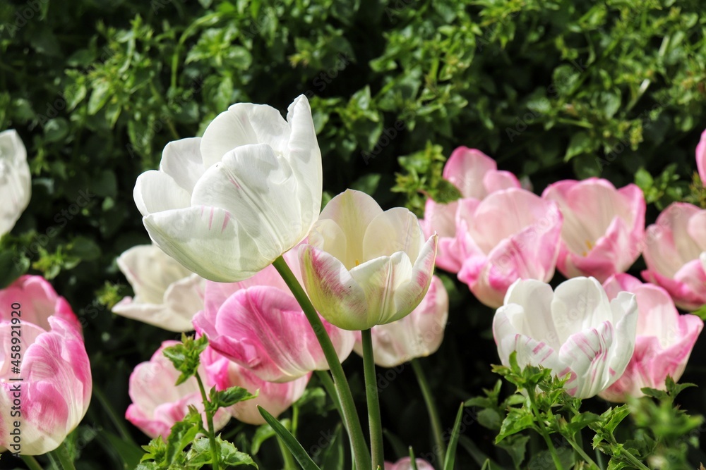 Tulip garden, natural flowers photography Tulip garden, natural flowers photography