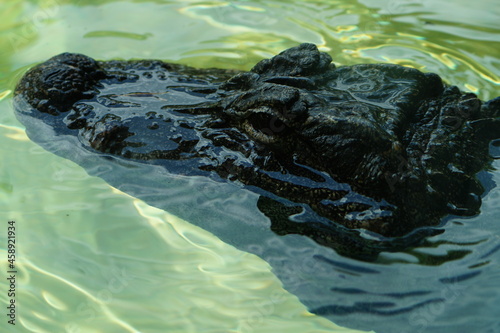 dark wild crocodile hiding in water