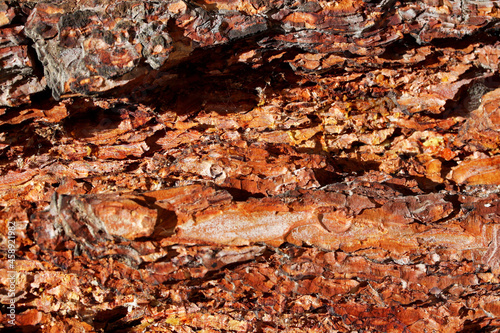 close-up bark of a pine tree texture background © aykutkarahan
