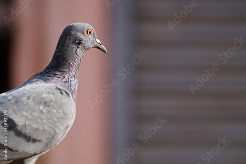 red eyed isolated pigeon observing with blur back ground