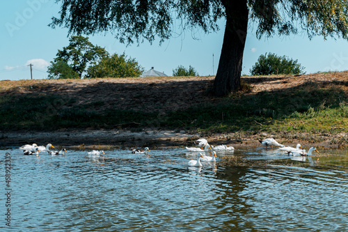 Bevy of swans in the lake