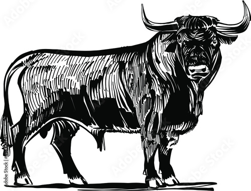 black and white bull