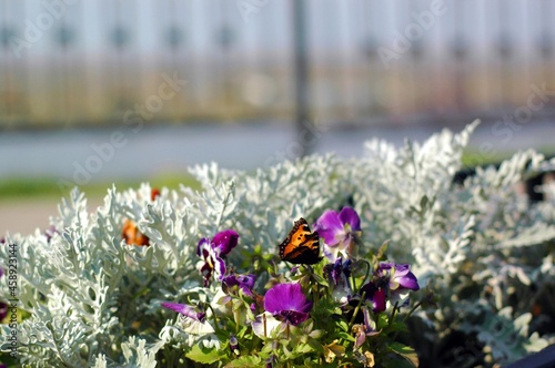 autumn flower bed