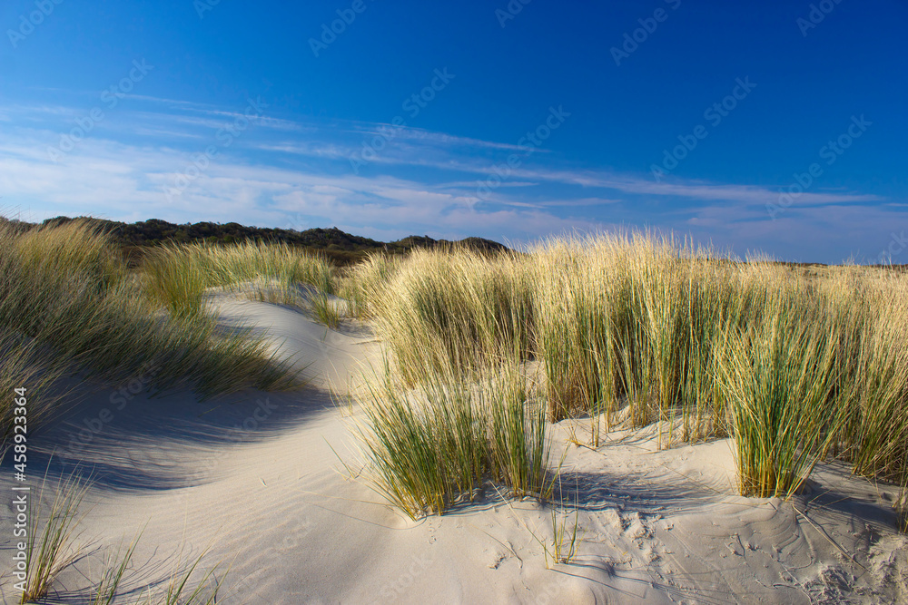 the dunes, Renesse, Zeeland, the Netherlands the dunes, Renesse, Zeeland, the Netherlands