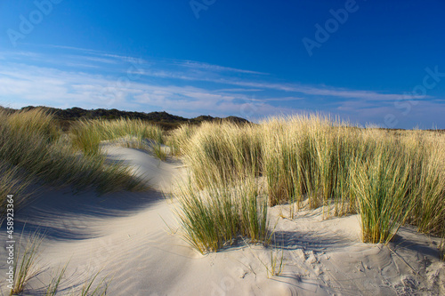 Fototapeta Naklejka Na Ścianę i Meble -  the dunes, Renesse, Zeeland, the Netherlands