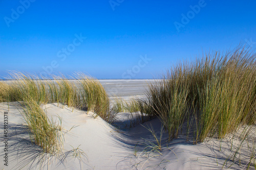 Fototapeta Naklejka Na Ścianę i Meble -  the dunes, Renesse, Zeeland, the Netherlands
