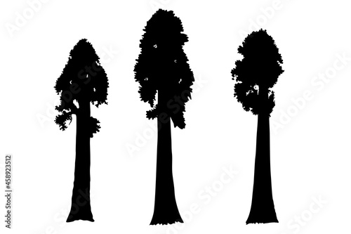 Sequoia trees illustration. giant sequoia; also known as giant redwood, Sierra redwood, Sierran redwood, Wellingtonia or simply big tree. Various shapes. 