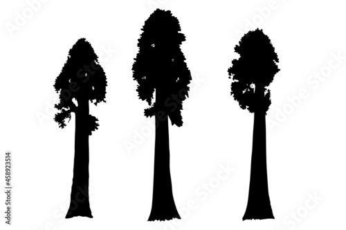 Sequoia trees illustration. giant sequoia; also known as giant redwood, Sierra redwood, Sierran redwood, Wellingtonia or simply big tree. Various shapes. Vector. photo
