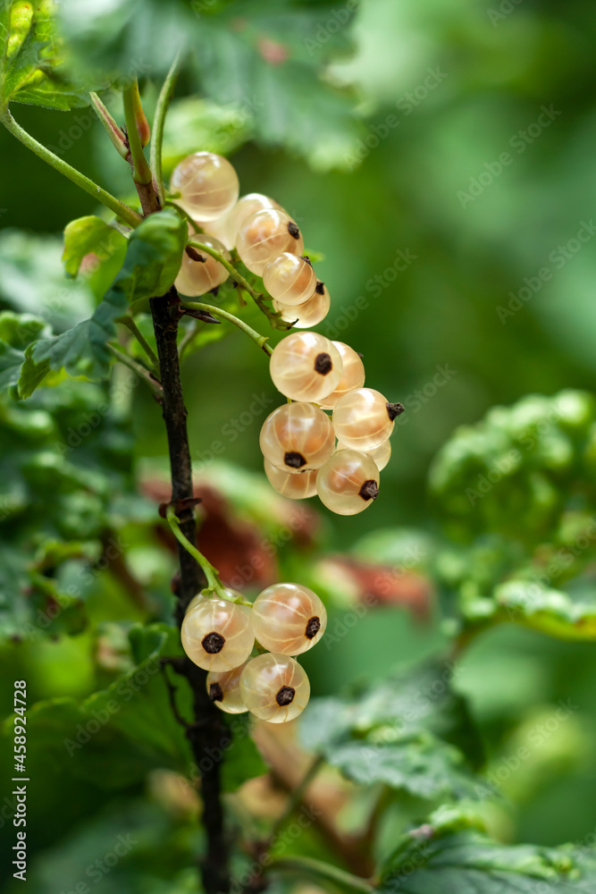 Currants growing on the bush