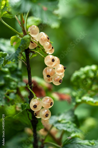 Obraz na płótnie Currants growing on the bush w salonie