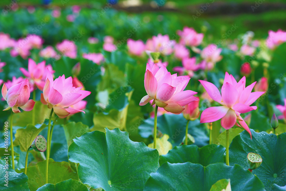 Amazing view of beautiful pink lotus flowers blooming in the pond in summer
