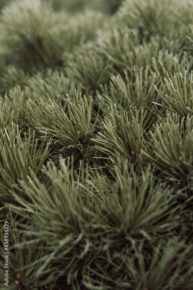 Fresh green needles of a coniferous tree. Natural organic texture. Christmas and New year background. Copy space Fresh green needles of a coniferous tree. Natural organic texture. Christmas and New year background. Copy space