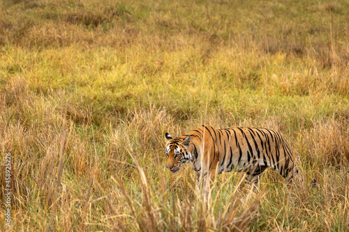 wild royal bengal tiger on walk for territory marking in outdoor wildlife safari at kanha national park or tiger reserve rajasthan india - panthera tigris tigris