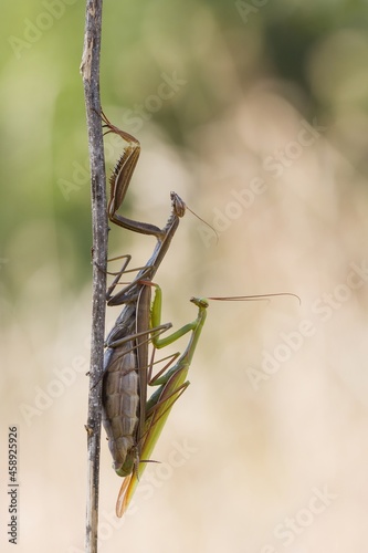 Mantis religiosa bei der Paarung