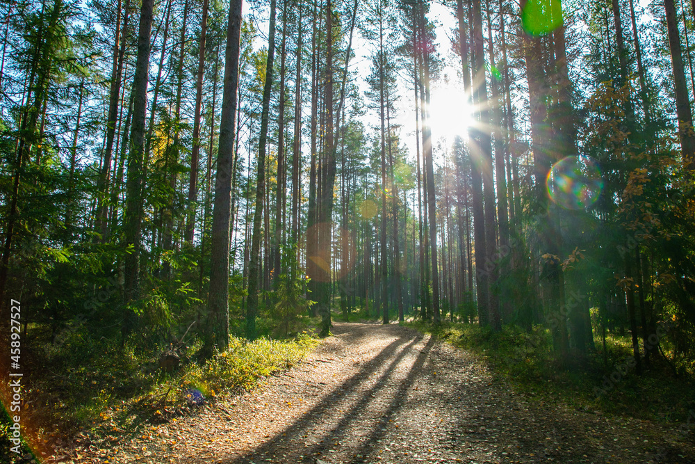 Fototapeta premium Landscape of an autumn forest