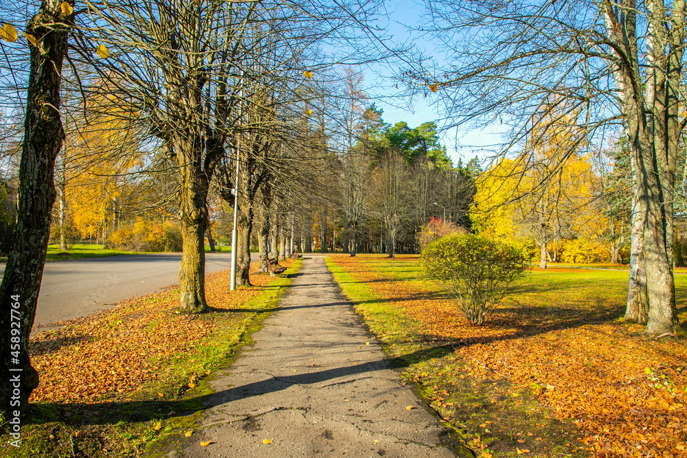 Naklejka premium Park an autumn trees without leaves