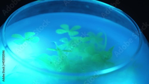 A girl holds a glowing aquarium