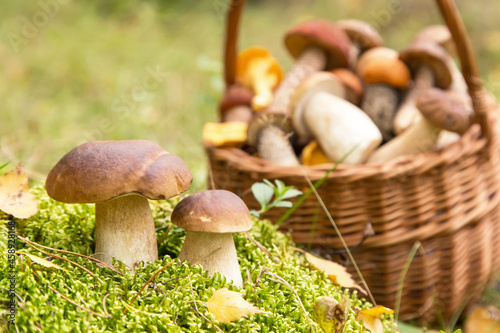 Edible porcini wild mushrooms growing in moss in autumn fall forest in sunlight close up. Mushrooms in wicker basket in nature