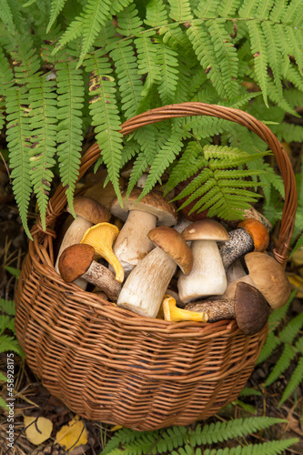 Edible different wild mushrooms porcini boletus in wicker basket in fern green leaves. Natural, forest, meadow 