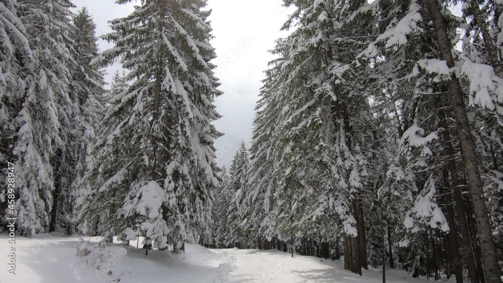 Winter landscape with spruce fir trees snow and sunlight, walking in forest on the mountain, handheld shot of snow-covered branches in the forest Winter landscape with spruce fir trees snow and sunlight, walking in forest on the mountain, handheld shot of snow-covered branches in the forest