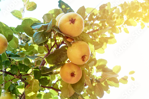 Ripe yellow quince fruits on a tree in the garden under the bright rays of the sun. Quince (Cydonia oblonga) is a member of the genus Cydonia in the Rosaceae family (which also contains apples, pears) photo
