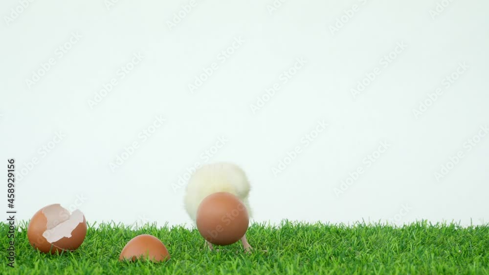 The chick has hatched from an egg. Bird in shell. A funny video. Poultry farm and healthy pets. Chickens and roosters. Little chicks. Broken egg shell. The chick has hatched from an egg. Bird in shell. A funny video. Poultry farm and healthy pets. Chickens and roosters. Little chicks. Broken egg shell.