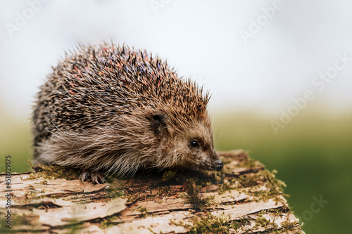 Obraz na płótnie Igel