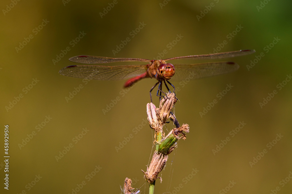 Dragonfly, Macro dragonfly, dragonfly , insect, animal, nature,macro,bug. Dragonfly, Macro dragonfly, dragonfly , insect, animal, nature,macro,bug.