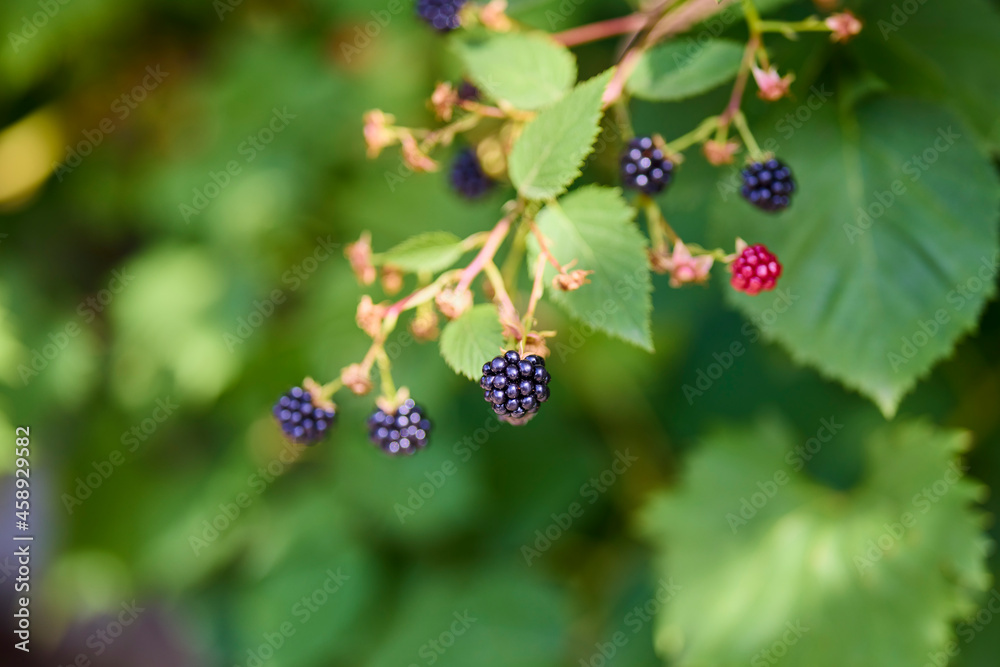 a branch with raspberries in selective focus a branch with raspberries in selective focus