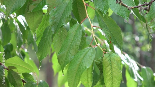 Wallpaper Mural Raining, Torrential Rain, Storm, Summer Rainy Day on Cherry Branches Tree, Stormy in Nature, Bad Weather and Inundation, Flooding Torontodigital.ca