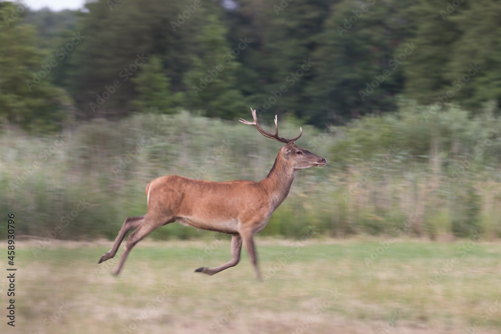 Fototapeta premium Beautiful male deer Cervus elaphus in a wild meadow, large forest animals in the game refuge, nature reserve, beautiful young bull deer with nice antlers, wild animals