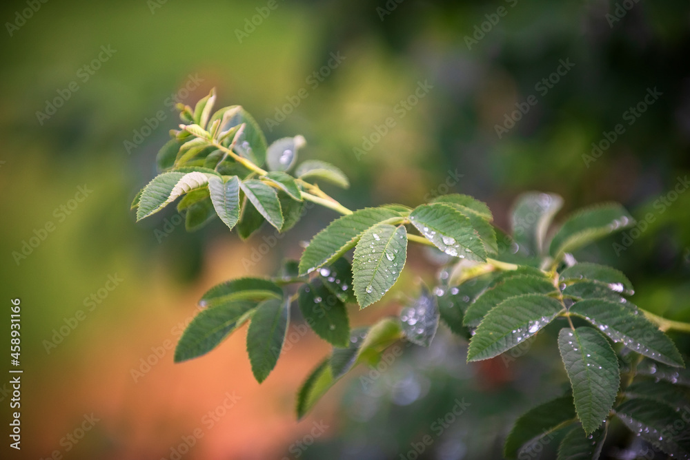 Obraz premium Bush in dark green with rain water drops