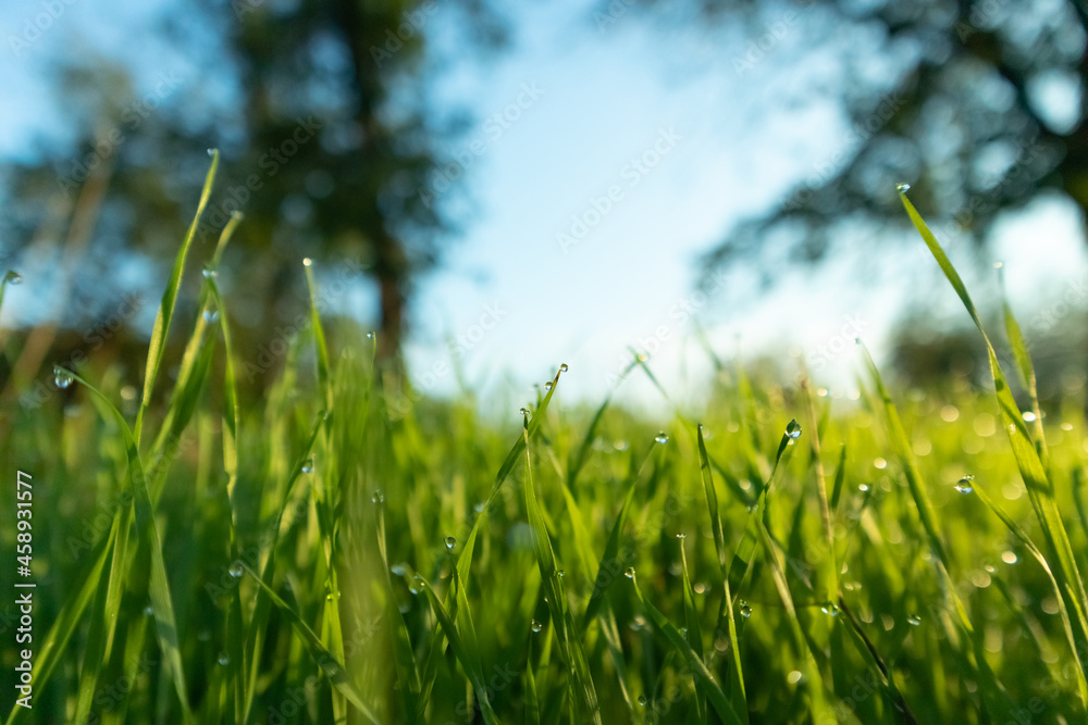 Fototapeta premium Spring season sunny morning in the garden, lawn with drops of water dew. Lawn blur with soft light for background.