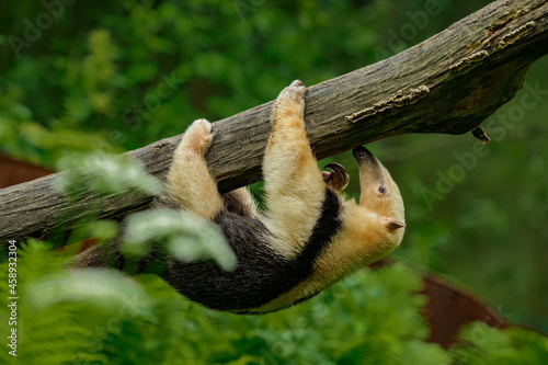 Young southern tamandua hanging under the branch