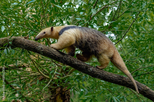 Young southern tamandua walking on the branch