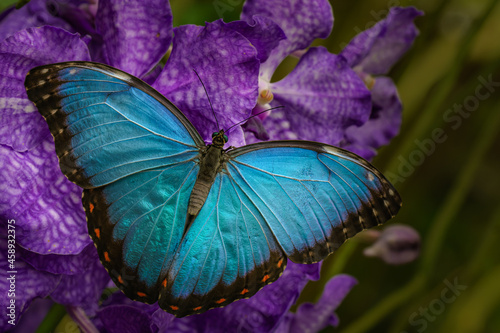 Peleides blue morpho - blue tropical butterfly on the violet flower