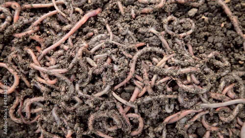 Earthworms in fertilized soil on a farm close-up. Fishing live bait. Organic fertilizers for agriculture. Background. 4K video. Earthworms in fertilized soil on a farm close-up. Fishing live bait. Organic fertilizers for agriculture. Background. 4K video.