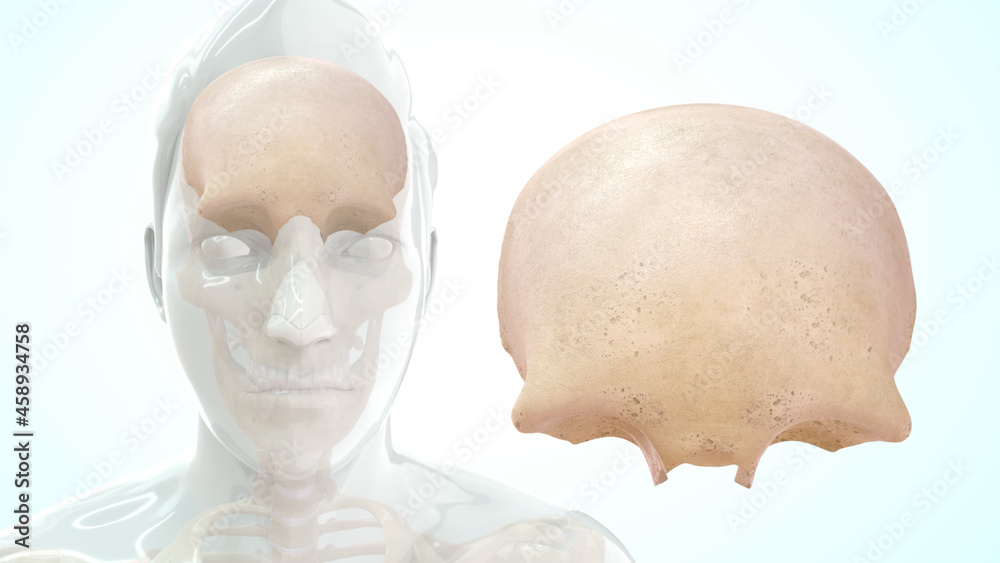 Human frontal lobe anatomy 3d illustration - obrazy, fototapety, plakaty 