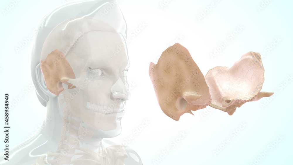 Fototapeta premium Human temporal bone anatomy 3d illustration