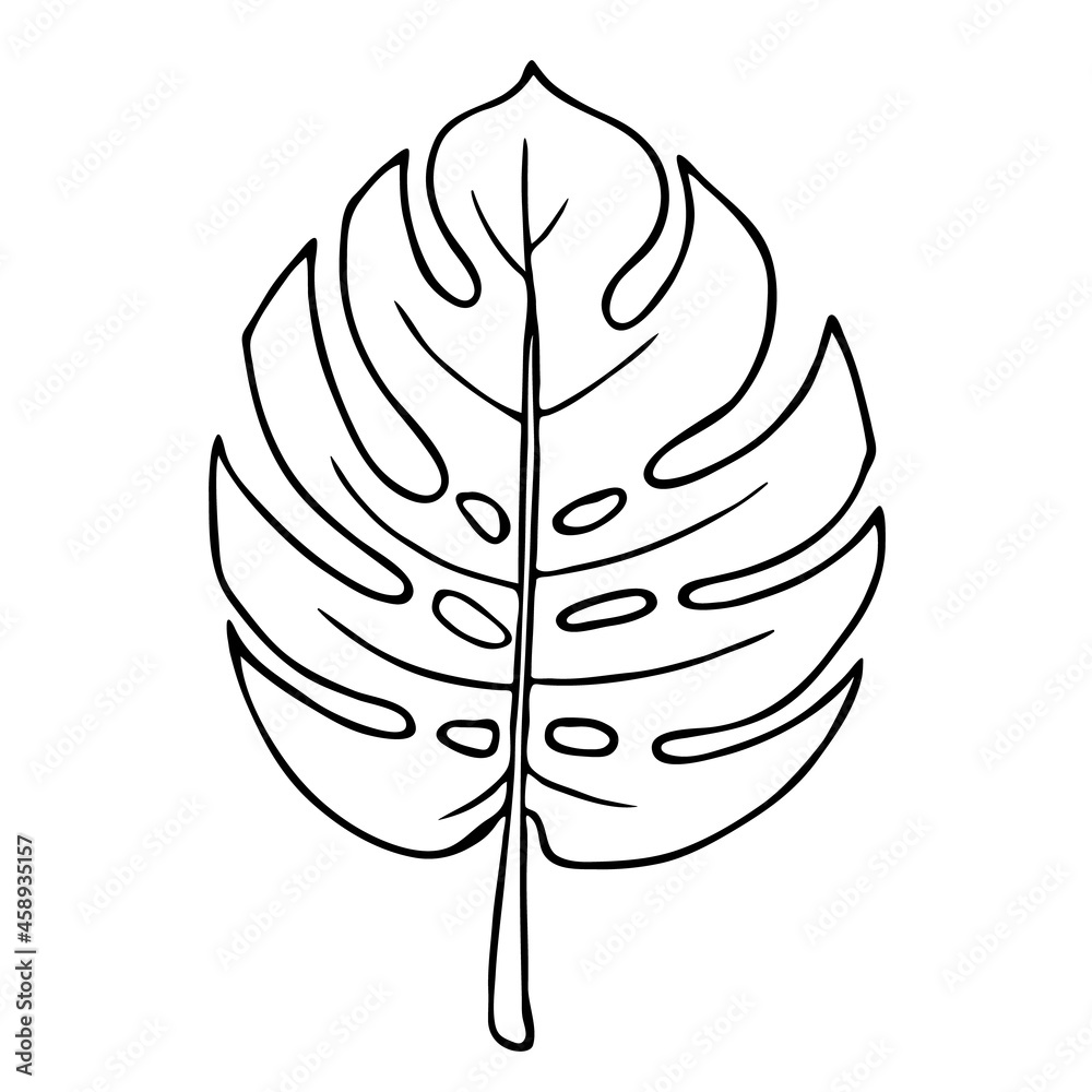 Monstera leaf, outline floral hand drawn sketch on white background