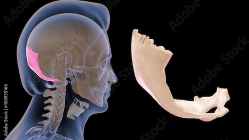 The occipital bone is a cranial dermal bone and the main bone of the occiput It is trapezoidal in shape and curved on itself like a shallow dish. photo